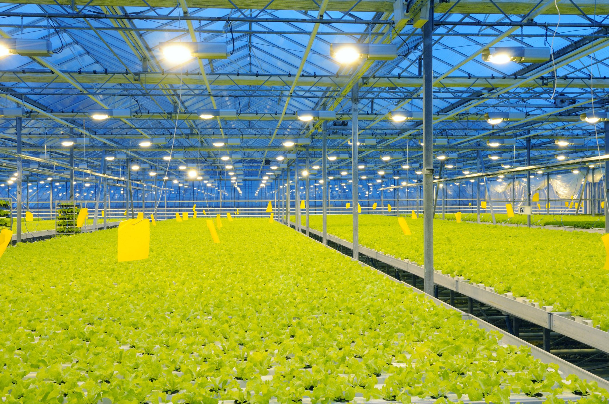 Greenhouse lettuce