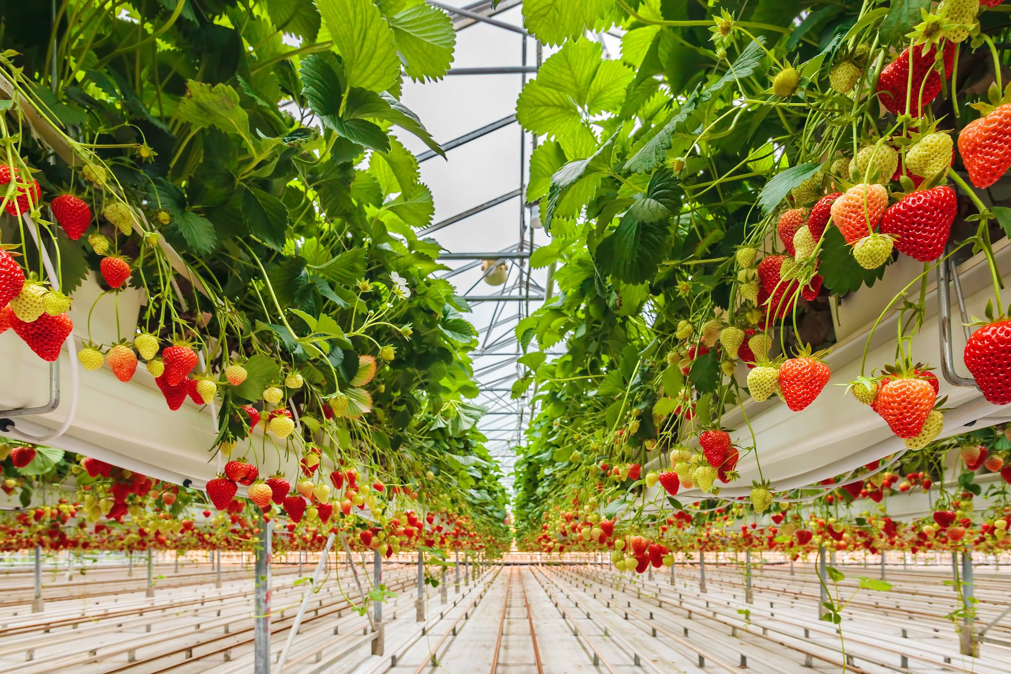 Strawberries Growing in Greenhouse